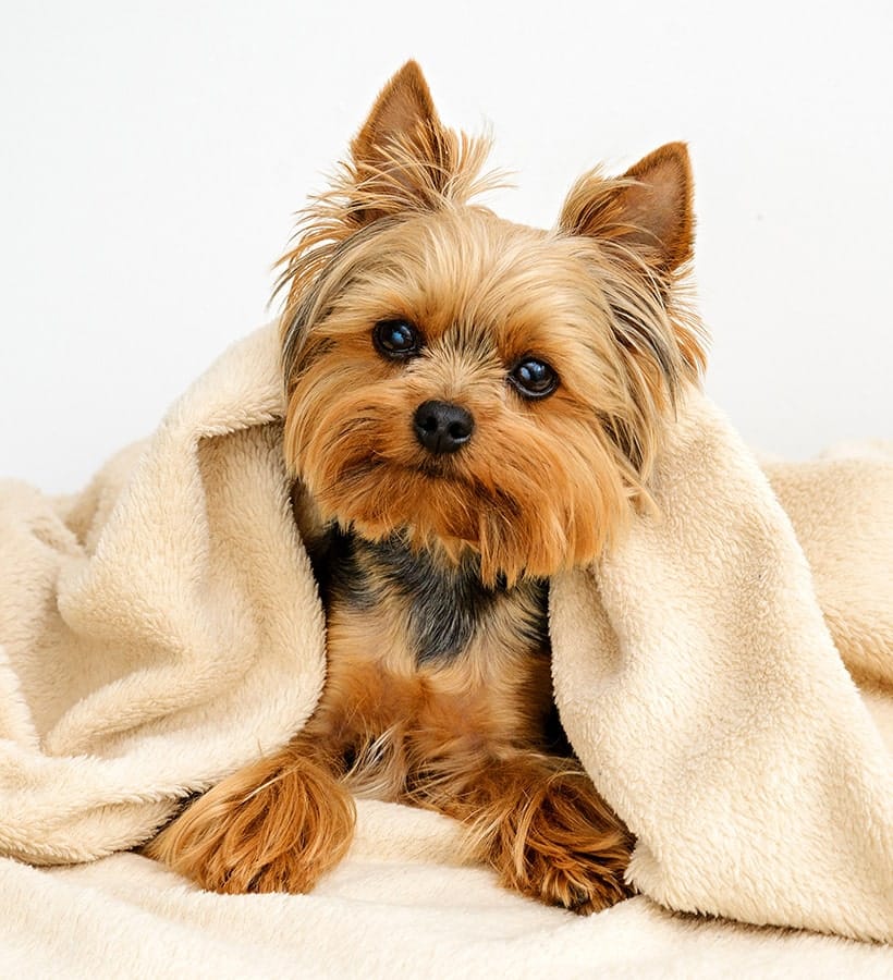 Hundfrisör och hundtrim i Göteborg, Hisingen och Mölndal